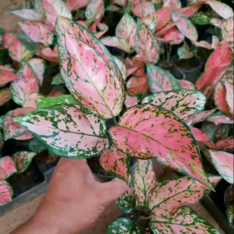 How to grow the most beautiful Pink valentine plant 